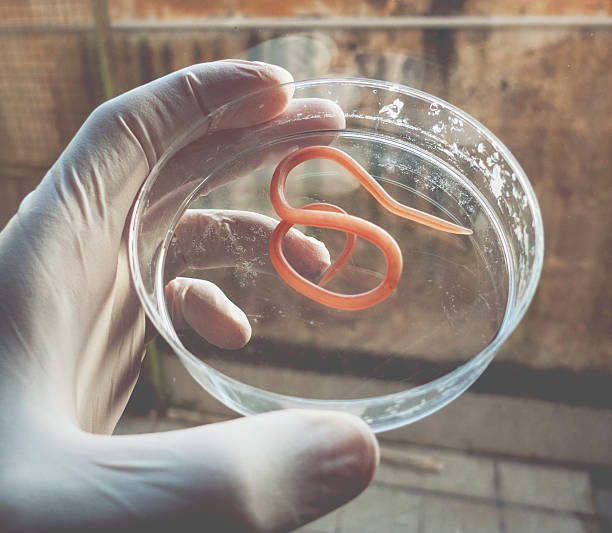 Ascaris nematode parasite on a petri dish